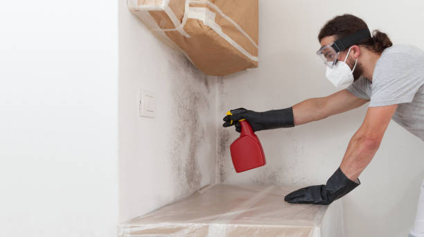 Professional Basement Mold Remediation technician working in Hialeah, FL